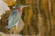 Canon 5DSR Test Shots - Green Heron