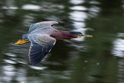 Canon 5DSR Test Shots - Green Heron