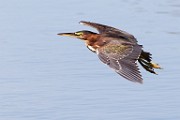 Canon 5DSR Test Shots - Green Heron