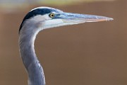 Canon 5DSR Test Shots - Great Blue Heron