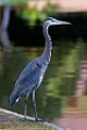Canon 5DSR Test Shots - Great Blue Heron