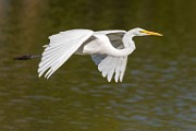 Canon 5DSR Test Shots - Great Egret