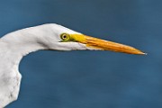 Canon 5DSR Test Shots - Great Egret