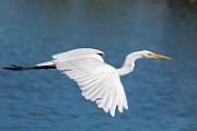 Canon 5DSR Test Shots - Great Egret