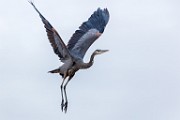 Canon 5DSR Test Shots - Great Blue Heron