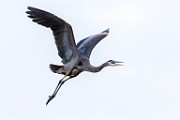 Canon 5DSR Test Shots - Great Blue Heron