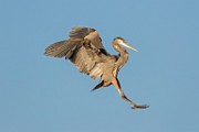 Canon 5DSR Test Shots - Great Blue Heron