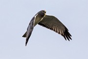 Canon 5DSR Test Shots - Northern Harrier