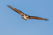 Canon 5DSR Test Shots - Red-tailed Hawk