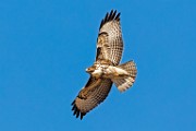 Canon 5DSR Test Shots - Red-tailed Hawk