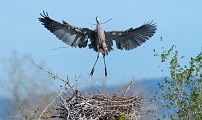 Colorad Birds  Great Blue Heron : Great Ble Heron