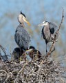Colorad Birds  Great Blue Heron : Great Ble Heron