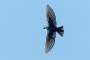 Colorad Birds  Tree Swallow : Swallow