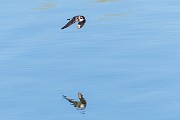 Colorad Birds  Tree Swallow : Swallow