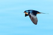 Colorad Birds  Barn Swallow