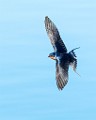 Colorad Birds  Barn Swallow