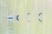 Colorad Birds  Barn Swallow : Swallow