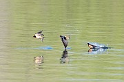 Colorad Birds  Barn Swallow : Swallow