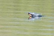 Colorad Birds  Barn Swallow : Swallow