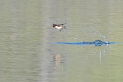 Colorad Birds  Barn Swallow : Swallow