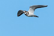 Colorad Birds  Killdeer