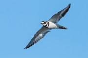 Colorad Birds  Killdeer