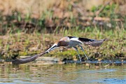 Colorad Birds  American Avocet