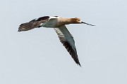 Colorad Birds  American Avocet