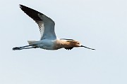 Colorad Birds  American Avocet