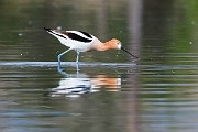 Colorad Birds  American Avocet