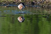 Colorad Birds  American Avocet
