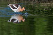 Colorad Birds  American Avocet