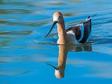 Colorad Birds  American Avocet