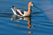 Colorad Birds  American Avocet