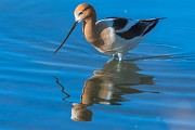 Colorad Birds  American Avocet