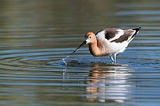 Colorad Birds  American Avocet