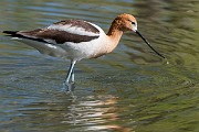 Colorad Birds  American Avocet
