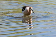Colorad Birds  American Avocet