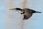 Colorad Birds  Double-crested Cormorant