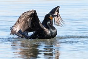 Colorad Birds  Double-crested Cormorant