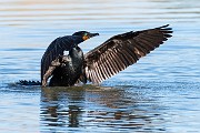 Colorad Birds  Double-crested Cormorant
