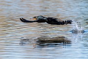 Colorad Birds  Double-crested Cormorant