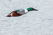 Colorado Birds, Feb 2017