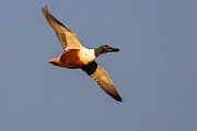 Colorado Birds - Northern Shoveler  Colorado birds