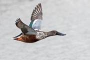 Colorado Birds - Northern Shoveler  Colorado birds