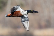 Colorado Birds - Northern Shoveler  Colorado birds