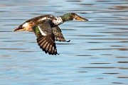 Colorado Birds - Northern Shoveler  Colorado birds