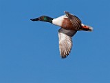 Colorado Birds - Northern Shoveler  Colorado birds