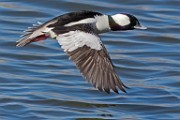 Colorado Birds - Bufflehead  Colorado birds