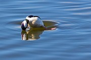 Colorado Birds - Bufflehead  Colorado birds